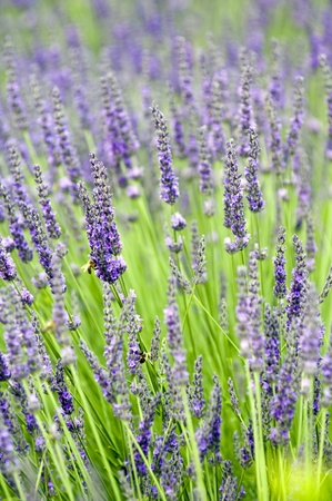 Close up of lavender field in Provence - Franceの写真素材
