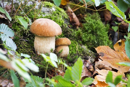 Edible mushrooms close up shoot in forestの写真素材