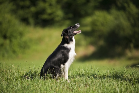 Young border collie sitting on grass close upの写真素材