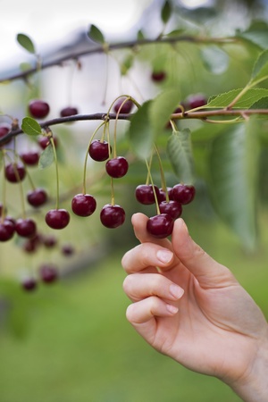 Woman picking ripe cherries close up shootの写真素材