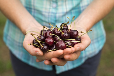Woman holding ripe cherries close up shootの写真素材