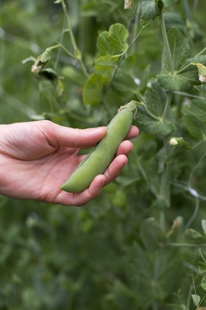 Picking green sprout beans on a garden close upの写真素材