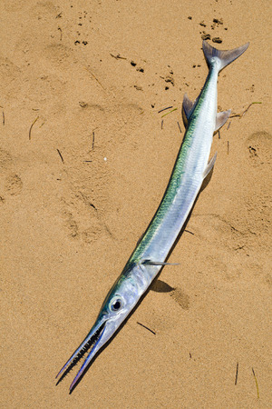 Fresh garfish on sandy beach close upの写真素材