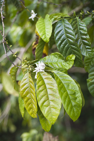 Coffe tree with leaves and white flowers close upの写真素材