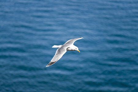 Seagull shoot from top with ocean in backgroundの写真素材