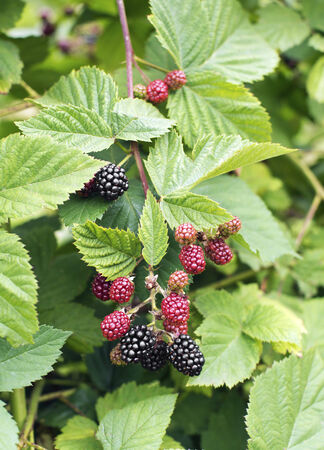 fresh bunch of blackberries growing in a gardenの写真素材