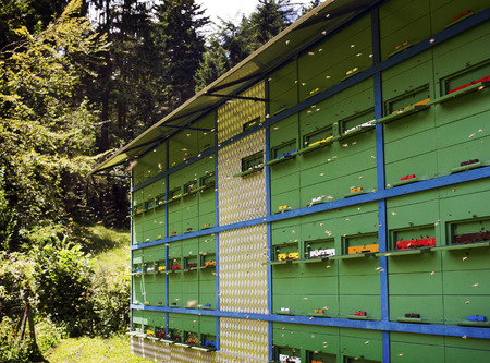 Mobile apiary of different colors and many bee flying in the air