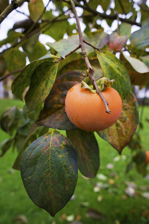 Persimmon tree and bright orange persimmons contrast beautifully with their green leaves.の写真素材
