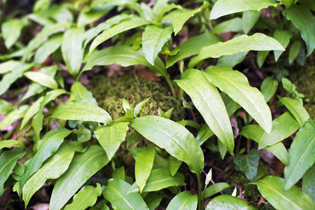 Green wild garlic meadow in woods close upの写真素材