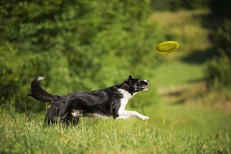 Border collie dog catching frisbee on the green meadow.の写真素材