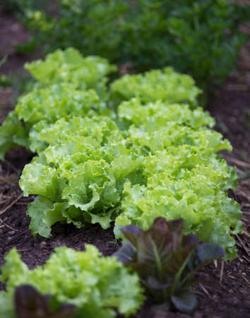 Rows of fresh lettuce leaves on a garden.の写真素材