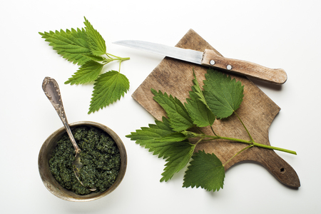 Nettle fresh green leaves on a white background.の写真素材