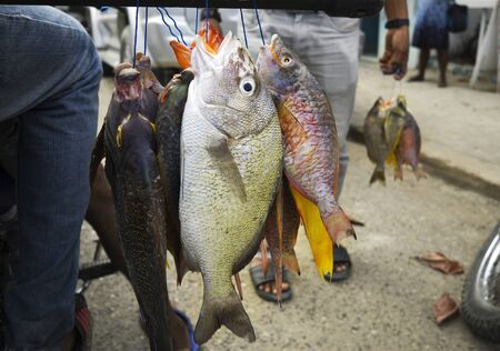 Fresh tropical coral fish caught by spearfishingの写真素材
