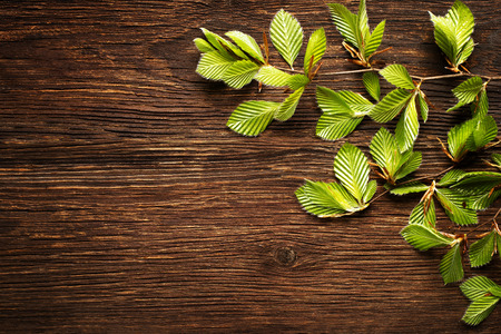 Green tree leaves on wooden background close up.の写真素材