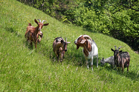 Goats graze on the green summer meadow.の写真素材