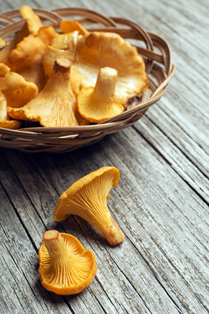 Fresh chanterelle mushrooms on a rustic table close up.の写真素材