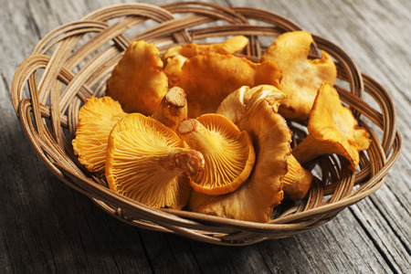 Fresh chanterelle mushrooms on a wood close upの写真素材