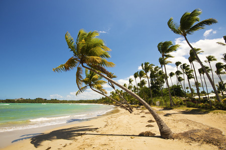 Tropical beach with palm trees in the Caribbeanの写真素材