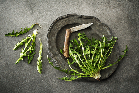 Fresh dandelion with knife on gray background overhead shootの写真素材