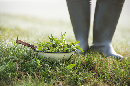 Picking with knife a fresh dandelion leaves in natureの写真素材