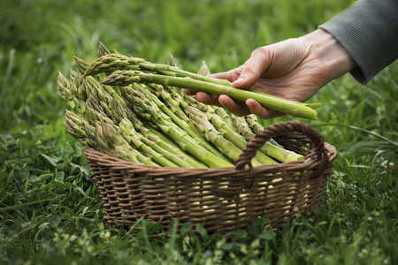 Asparagus. Fresh Asparagus. Green Asparagus. Asparagus in hands of a farmer の写真素材