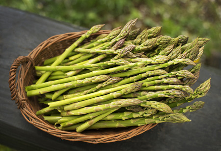 Asparagus. Fresh Asparagus. Green Asparagus in basket.の写真素材