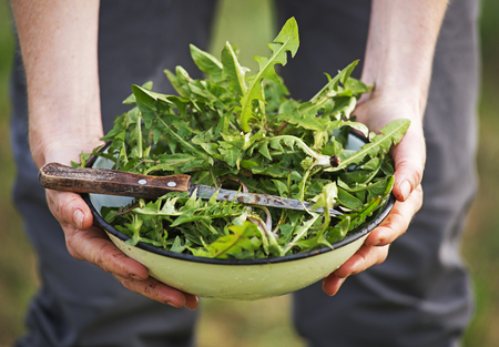 Picking with knife a fresh dandelion leaves in natureの写真素材