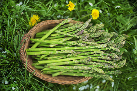 Asparagus. Fresh Asparagus. Green Asparagus. Picking asparagus to the basket.の写真素材