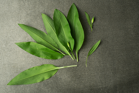 Ramson or wild garlic leaves on a gray table background - Image