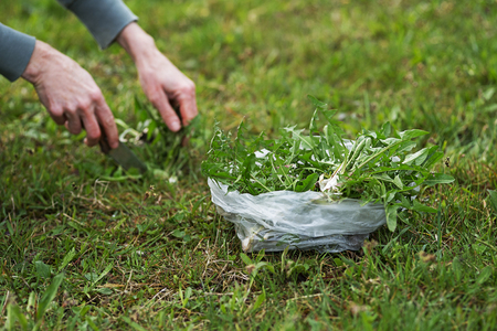 Picking fresh dandelion leaves with knife.の写真素材