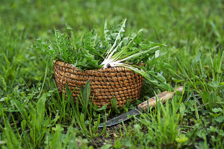 Dandelion in basket. Picked fresh dandelion leaves in the garden.の写真素材