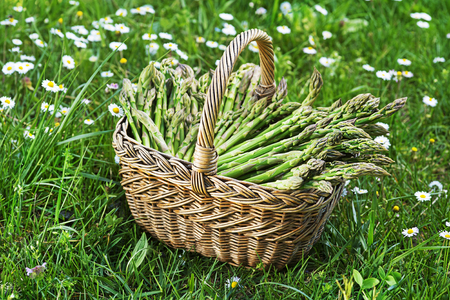 Asparagus. Fresh Asparagus. Green Asparagus. Picking asparagus to the basket.の写真素材
