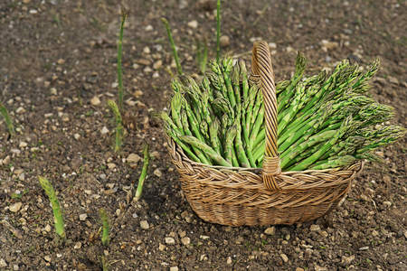 Asparagus. Fresh Asparagus. Green Asparagus. Picking asparagus to the basket.の写真素材