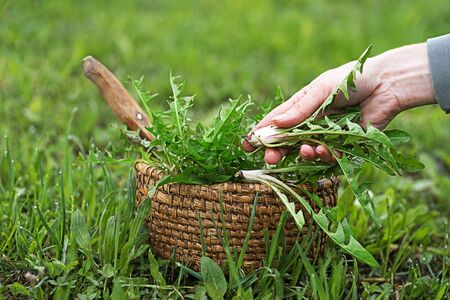 Dandelion in basket. Picked fresh dandelion leaves in the gardenの写真素材