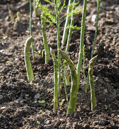 Asparagus. Fresh Asparagus. Green Asparagus. Asparagus growing in the gardenの写真素材