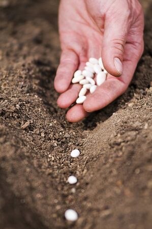 Hand planting bean seeds of marrow in the vegetable garden. Hand growing seeds of vegetable on...