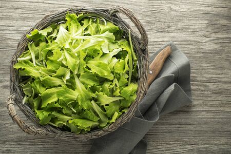 Fresh Green lettuce salad in basket. Freshly picked of young green leavesの写真素材