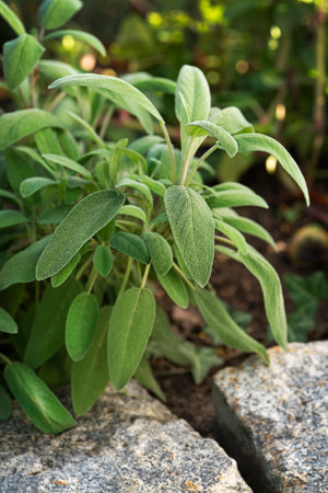 Sage bush in the garden. Growing medicinal herbs. Homeopathy aromatherapy. Herbal treatment. Living plant salva. Medicine. Natural plant lifestyle backgroundの写真素材