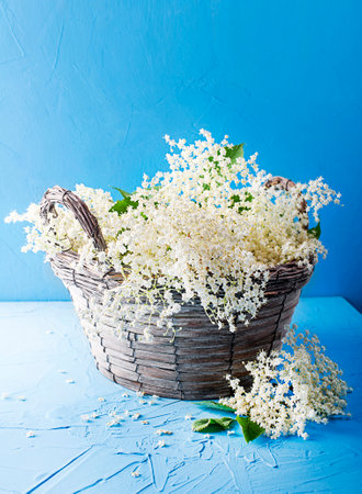 Elder blossom flower in a basket in the garden table - herbs to prepare syrup or dishの写真素材