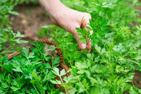 A woman collects parsley in the garden. Woman's hands picking crop of fresh parsley close up.の写真素材