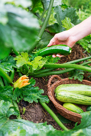 Picking zucchini plant in a basket. Hand picking zucchini. Concept vegetables. Harvesting zucchiniの写真素材