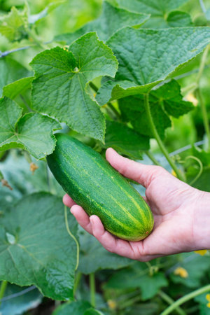 Picking cucumber from the garden. Woman hand harvesting cucumber. Selective focus. Cucumbers harvest in summer. Summer vegetables.の写真素材