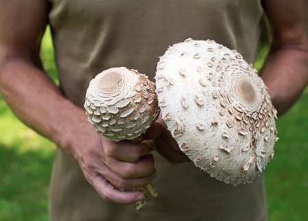 Picking nice specimen of delicious, edible Macrolepiota procera or Parasol mushroom