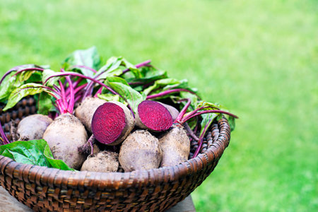 Fresh harvested beetroots in basket, pile of homegrown organic beets with leaves on garden backgroundの写真素材
