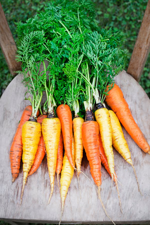 Pile of fresh organic ripe carrots in basket on garden. Organic farmingの写真素材