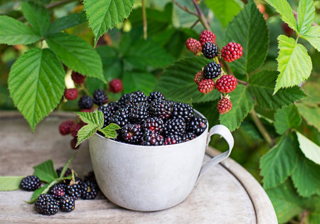Picked ripe blackberries in a cup, against the background of a bush of blackberries. Blackberry - branches of fresh berries in the garden. Harvesting concept.の写真素材
