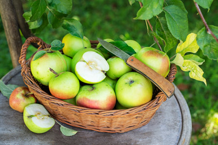 Basket of fresh apples in garden background. Harvest appleの写真素材