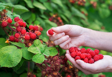 Women hands picking ripe raspberry close up shoot. Harvesting concept. Fresh japanese wineberries