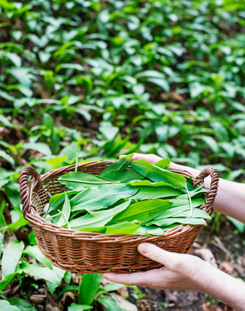 Picking fresh wild garlic leaves in nature. Hands holding basket of ramson wild garlic leavesの写真素材