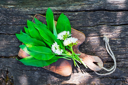 Bunch of fresh Wild garlic leaves on wooden table in nature